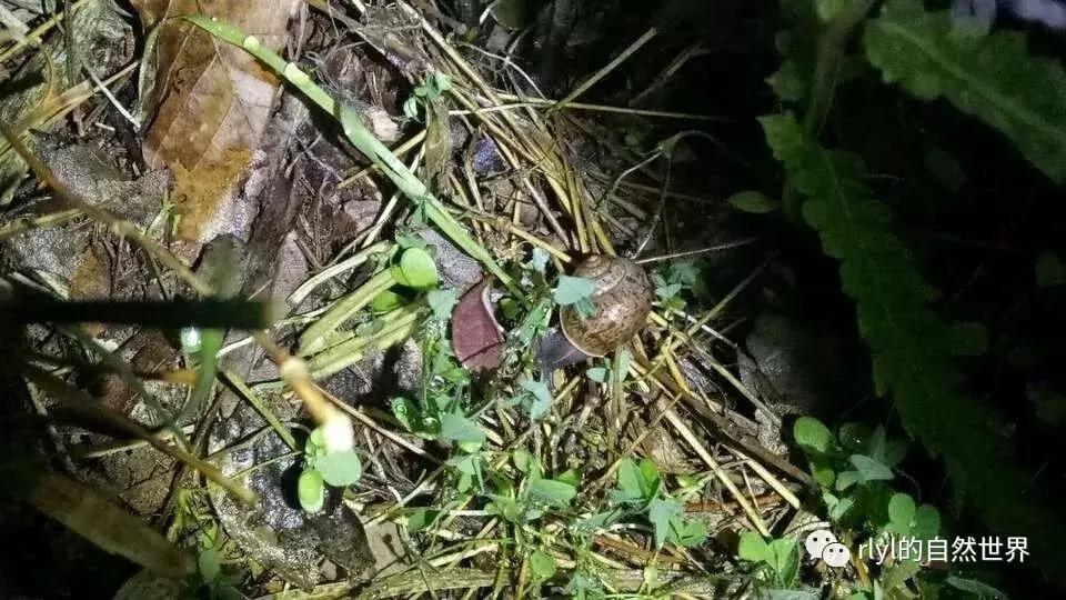 黄缘龟多大可以进环境造景,黄缘龟造景用陶粒还是火山石