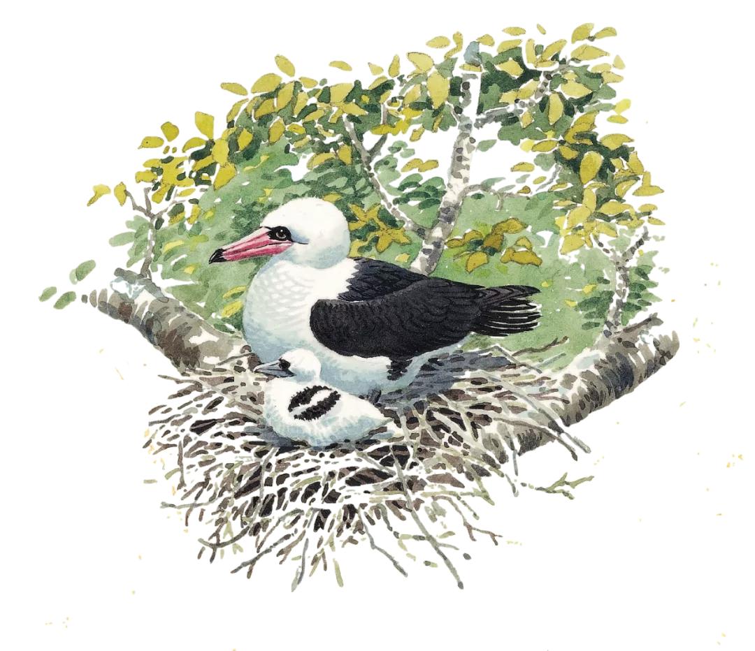 爱鸟的正确护鸟方法,爱鸟护鸟的小方法