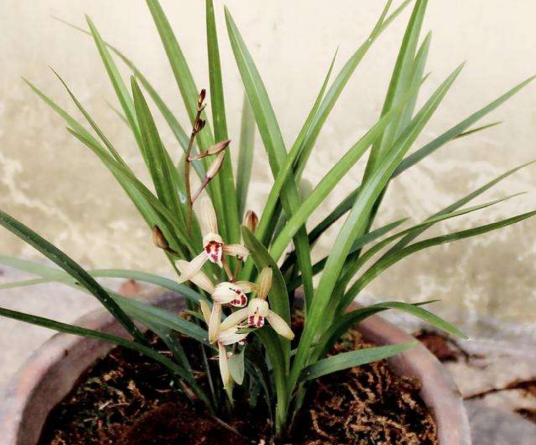 兰花用兰花专用土怎么养护,新手养兰花需要什么植料能养活