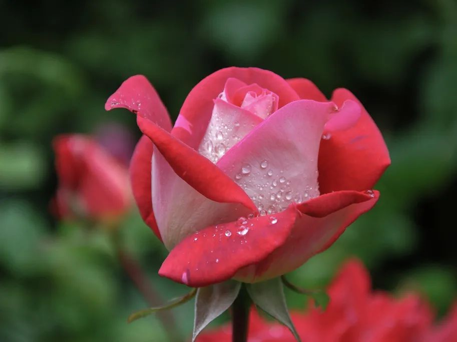 补全相机,高清相机专业镜头