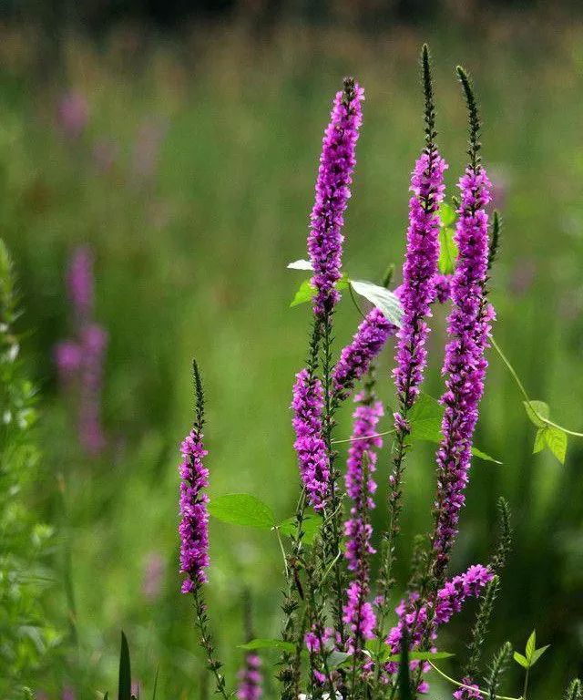 雨水花园植物区,雨水花园水生植物