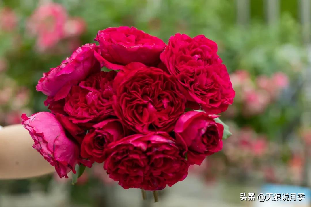 康康最厉害的时刻,康康高光合集