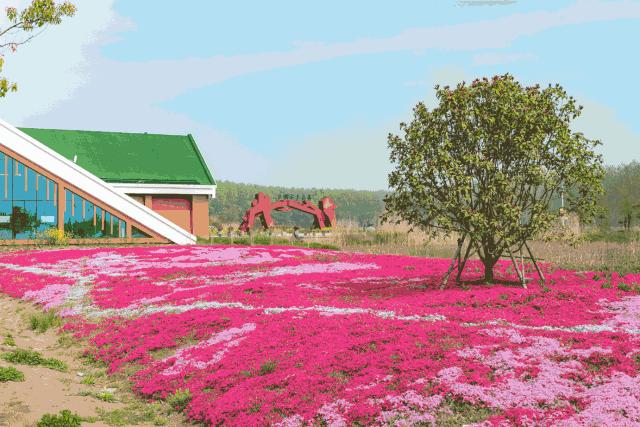 森氧之地,秋游必选!金湖万亩水上森林,真的别有趣味