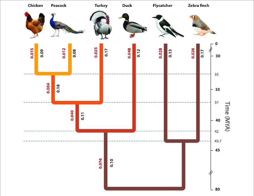 云南孔雀鸡,孔雀下蛋不愿孵蛋