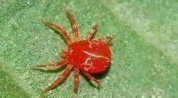 蔬菜苗期地下害虫防治,蔬菜害虫最佳防治方法