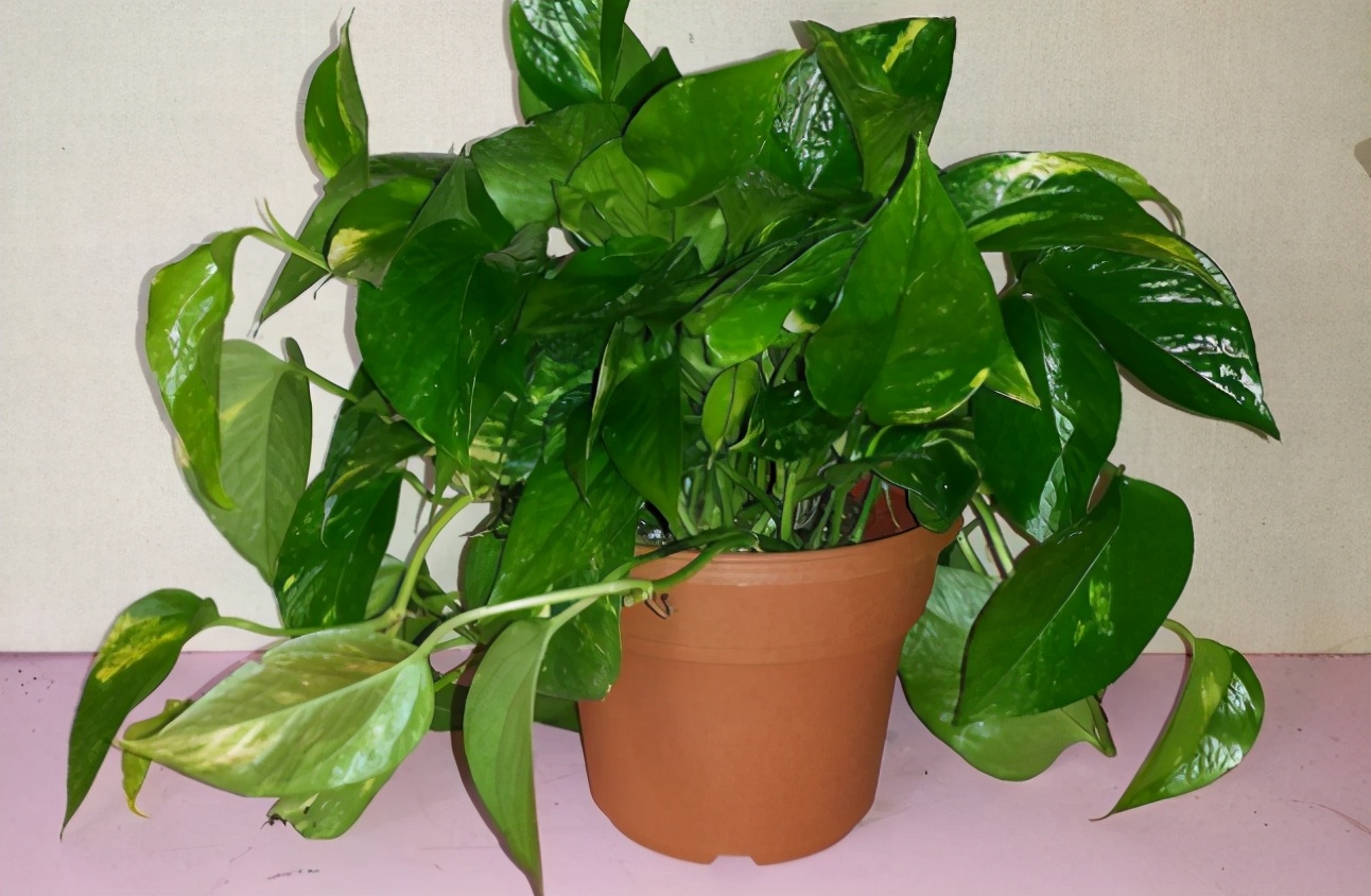 盆栽绿萝怎么养才能更旺盛呢,绿萝大盆栽图片大全