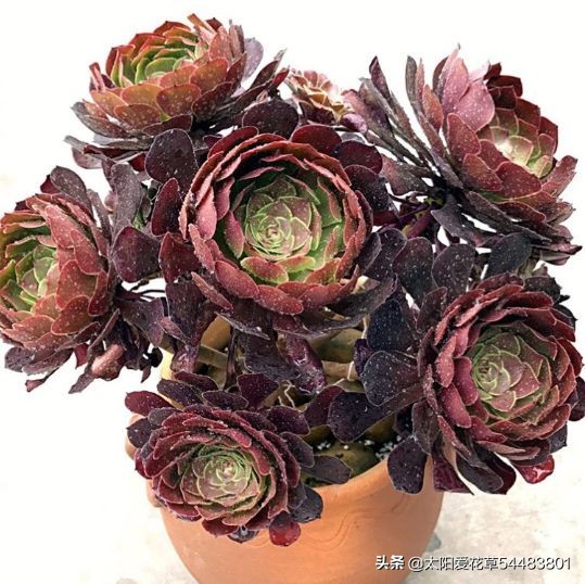 法师多肉休眠期怎么养,怎么判断多肉法师休眠