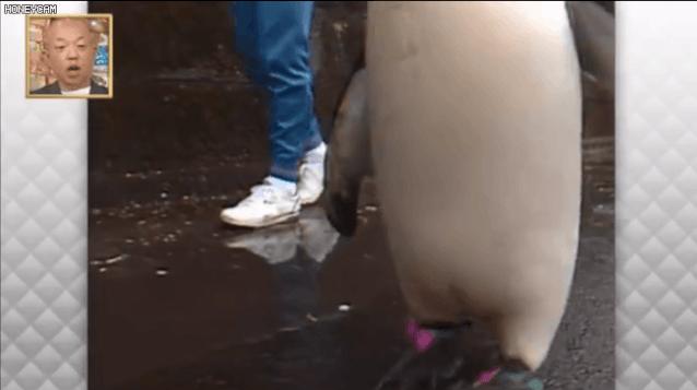 去世的小企鹅,死去的南极企鹅