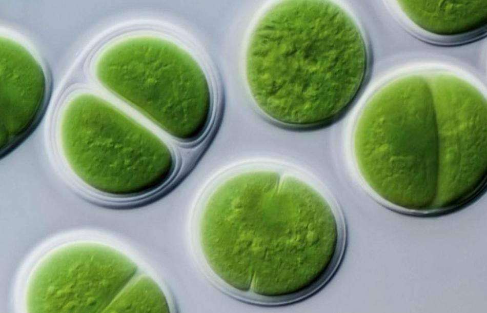 氧气是遏制生命的罪魁祸首,氧气是生命的必需品