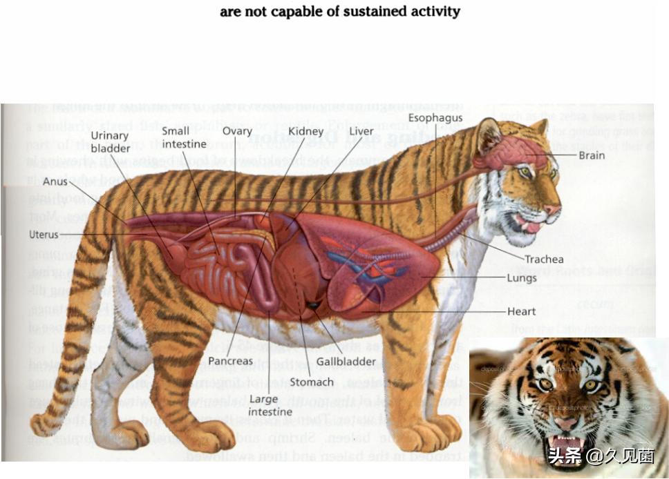 70岁老汉野外和500斤东北虎对峙,老汉和老虎对打