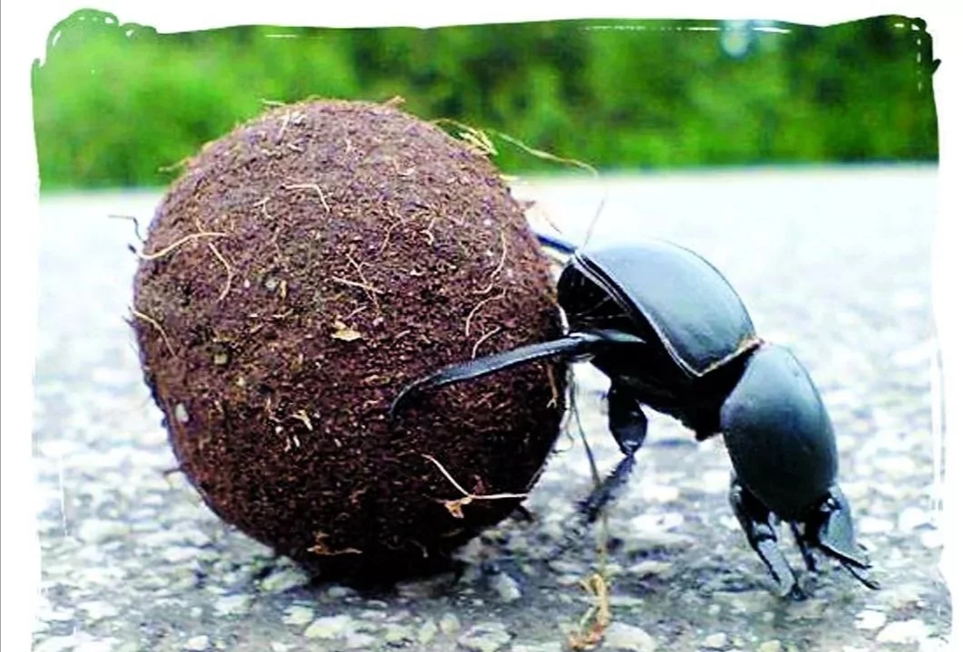 农村潮湿环境常见的昆虫,在乡下能捉到哪些可爱的虫子