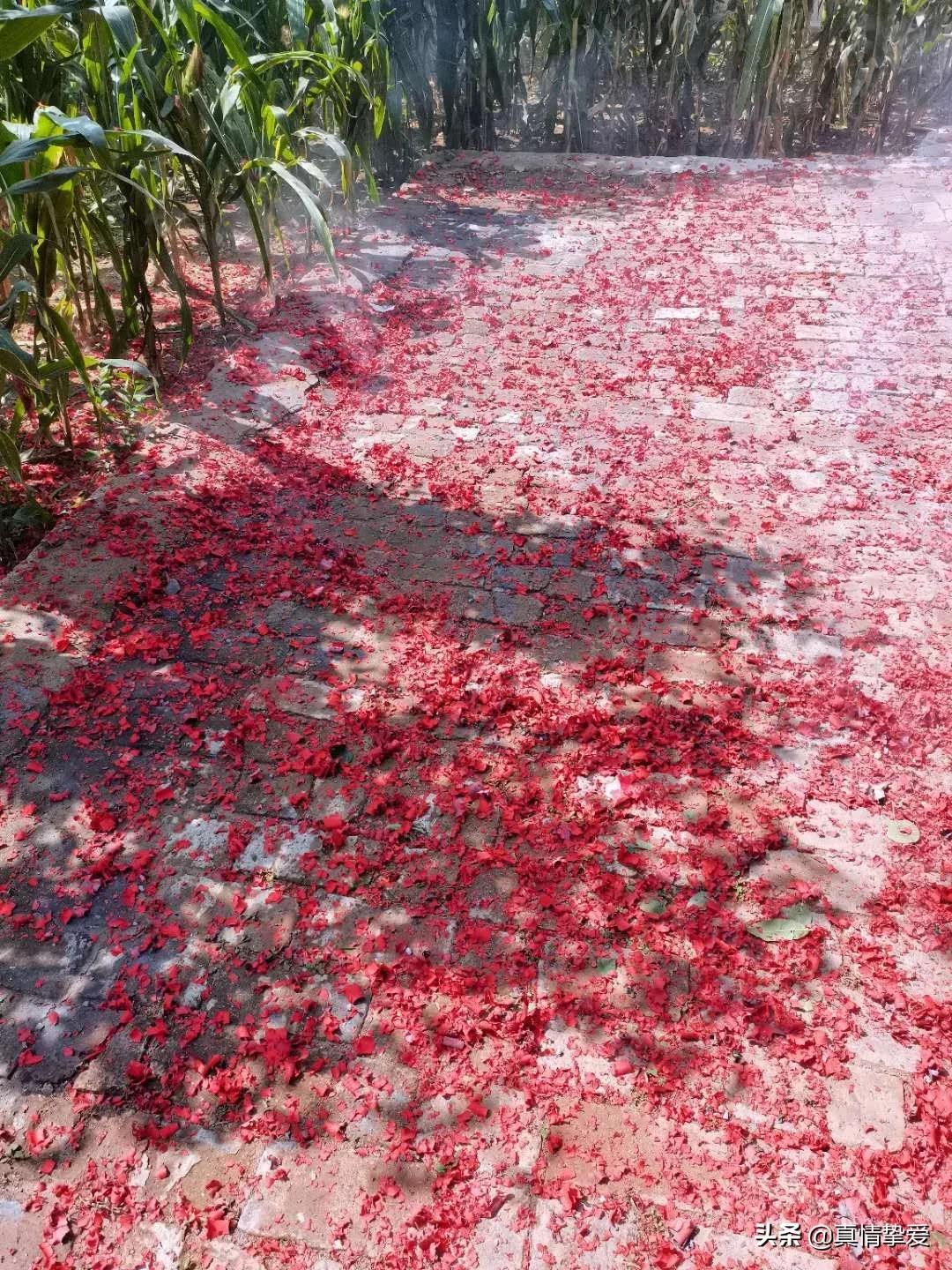 九九重阳又见重阳常回家看看,欢度重阳九九重阳