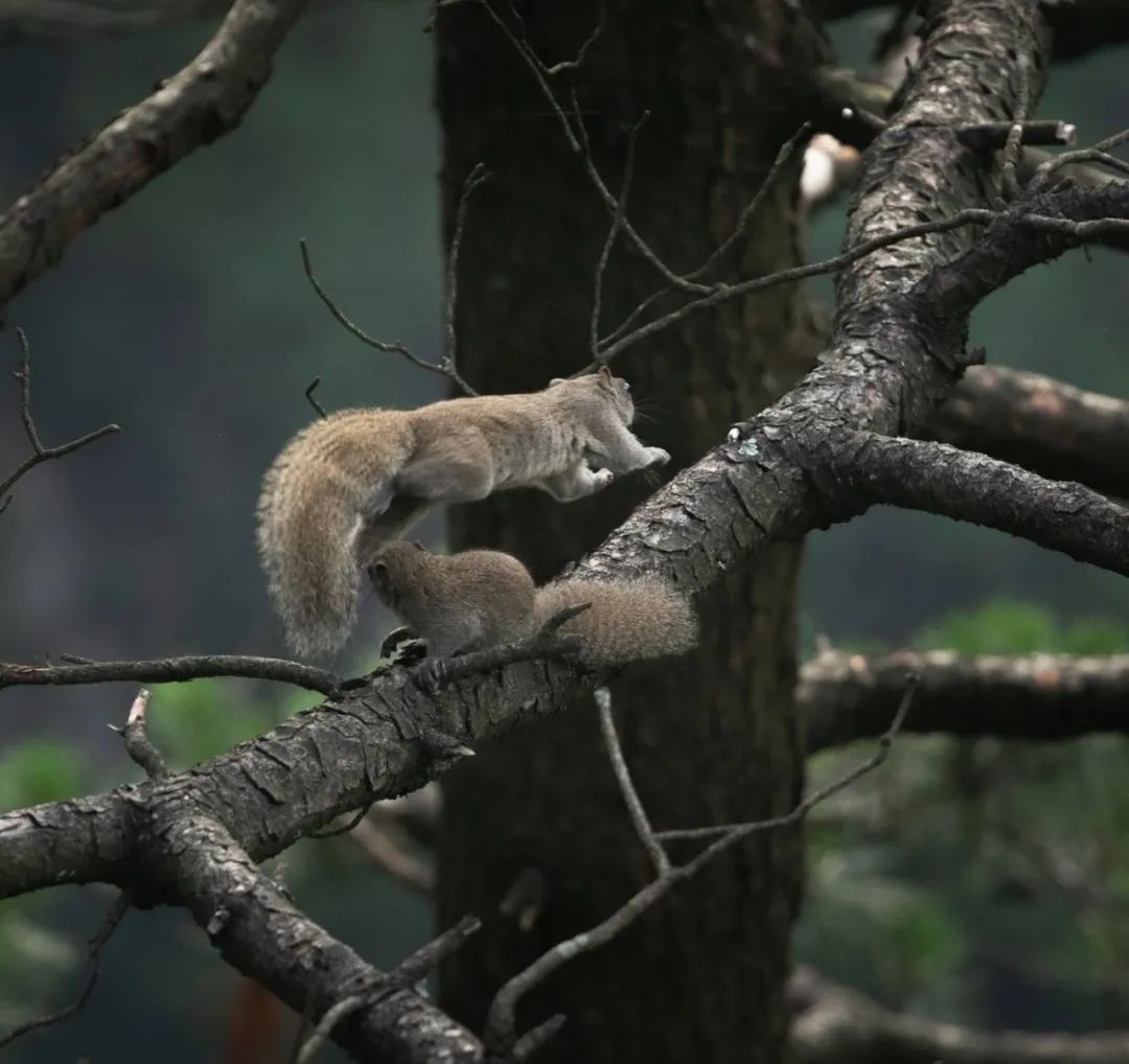 我国四大名山九华山,四大佛教名山哪个风景最美