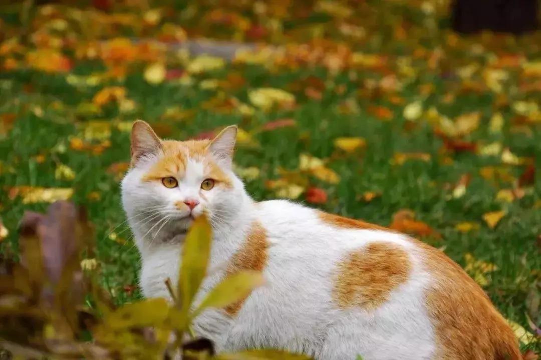 北京这个学校很“火”!坐拥3大花园、果园、动物园,集美貌与知识于一体!