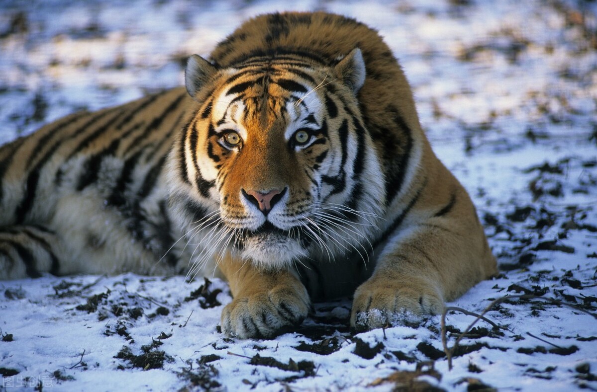 老虎逃离塔科夫,老虎逃出实验室