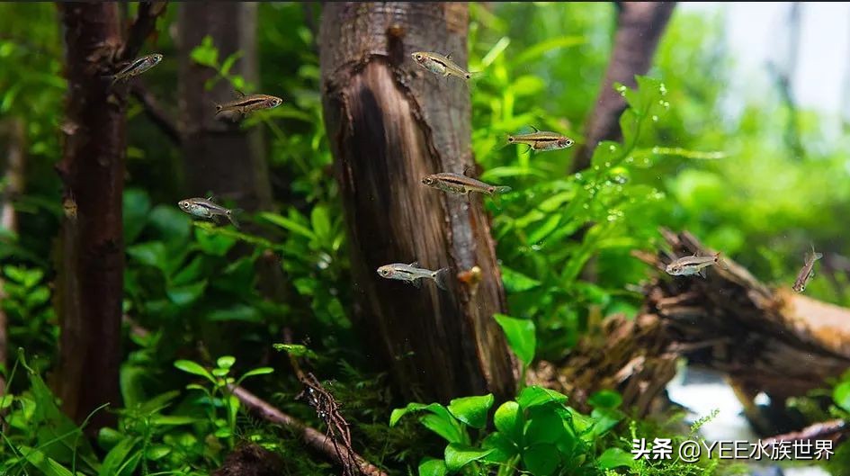 鱼缸没有鱼可以放硝化细菌吗,鱼缸没有硝化细菌可以用过滤器吗