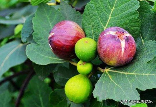 种植无花果忌讳,为什么无花果树长势旺盛而不结果
