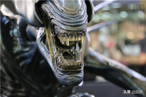 wf手办展飞天,wf上海限定手办