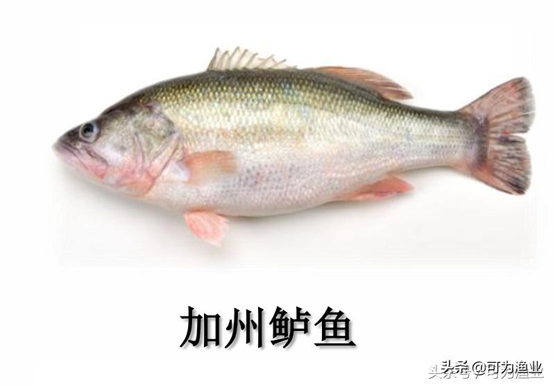 加州鲈诺卡氏菌治疗效果怎样,加州鲈诺卡氏病怎么治