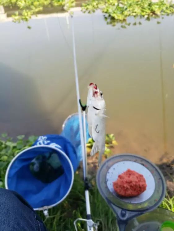 再次探钓朱家河，遭遇“水葫芦大军”