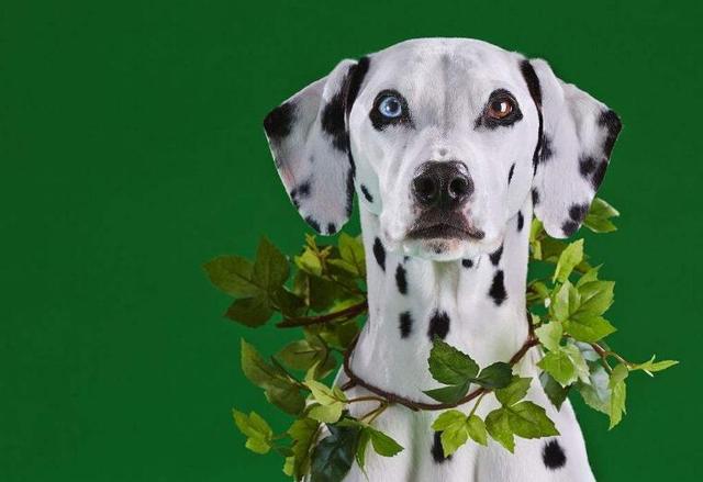 大麦町犬怎么聪明了,大麦町犬是不是斑点狗