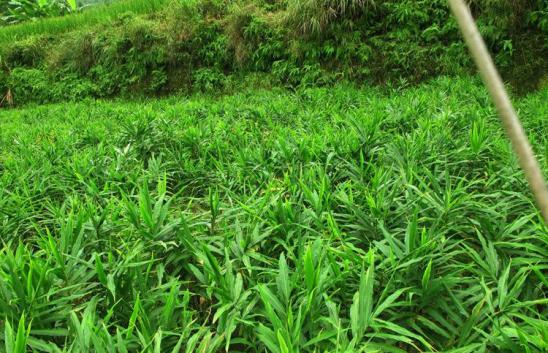 大葱生姜高产栽培技术,草莓套种生姜高产高效栽培