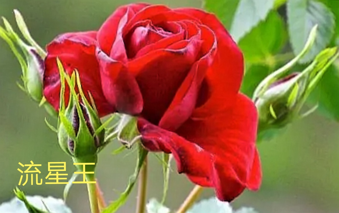 阳台系列月季品种大全,微型月季藤本月季