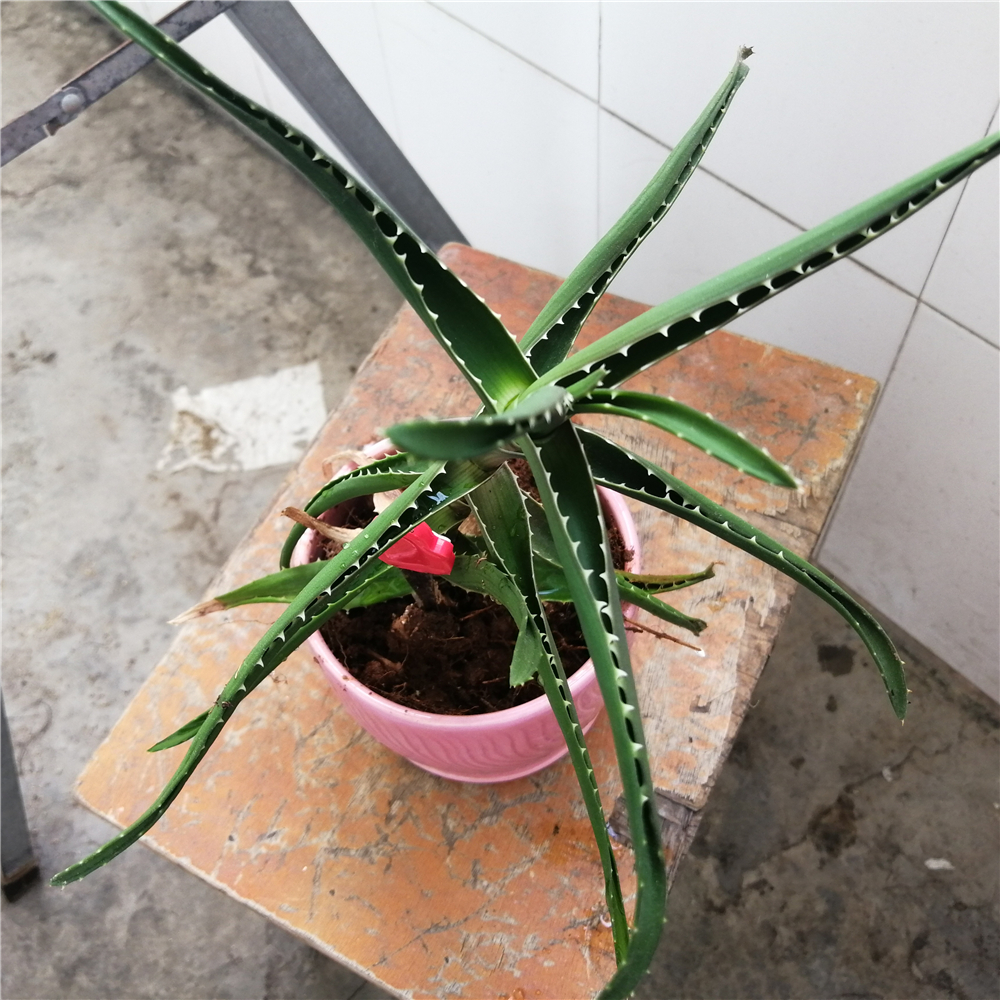 芦荟枯萎了怎么养活,芦荟叶片干瘪怎么施肥