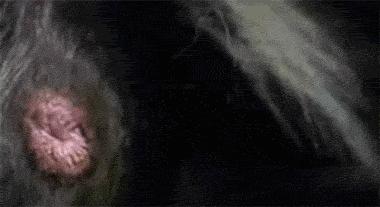 打不过就喷口水、喷排泄物,使用各种“下三滥”招术的动物