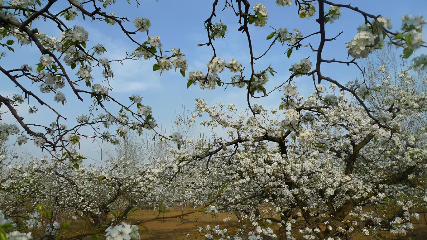 廊坊市赏花踏青第一名,廊坊赏桃花景点
