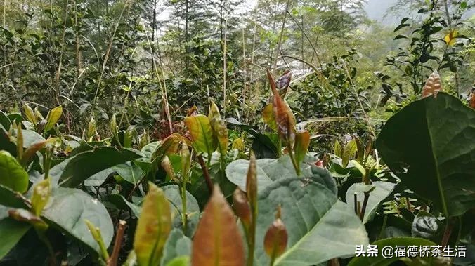 永春佛手茶叶传统工艺哪种好,永春佛手茶是红茶或是绿茶