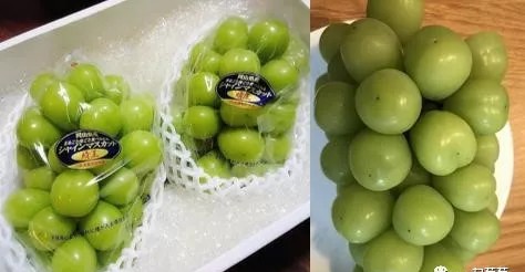 一斤阳光玫瑰的价格,山东阳光玫瑰多少钱一斤