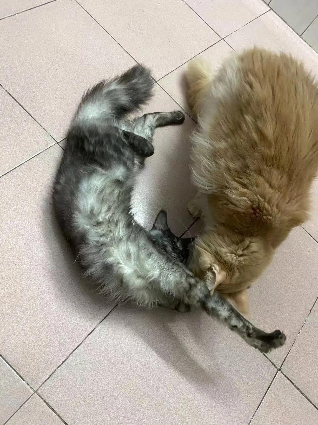 从小养的橘猫还会有野性吗,养橘猫的都是什么人