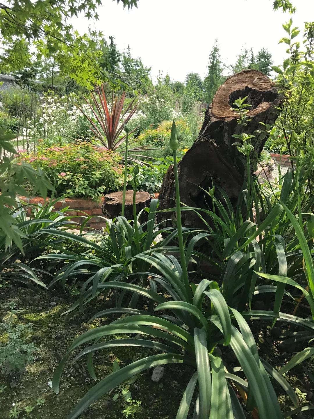 建一座完全不打药的生态花园，所有生命在这里和谐共处，值得收藏