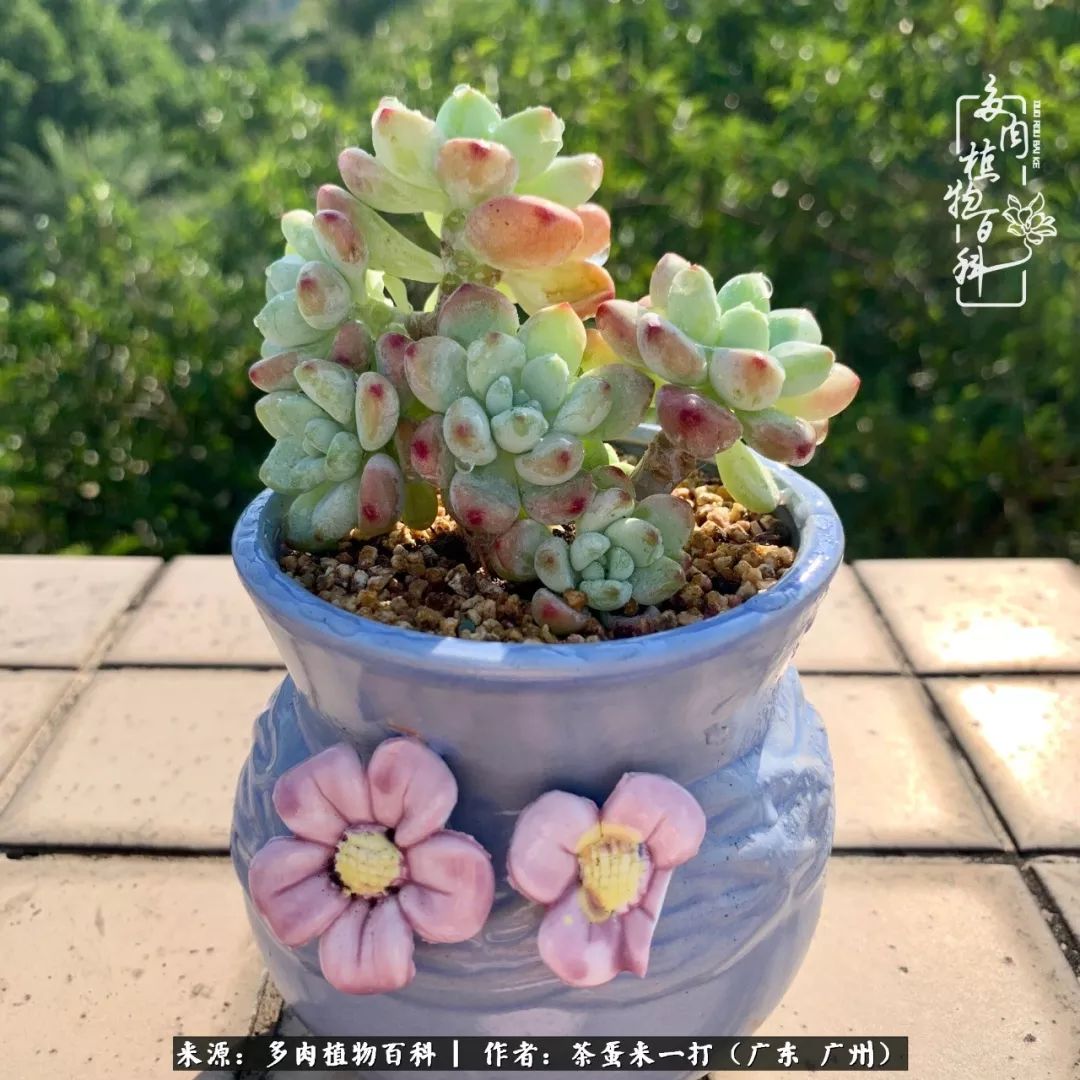 在冬日阳光下,记一个多肉小白的养肉历程