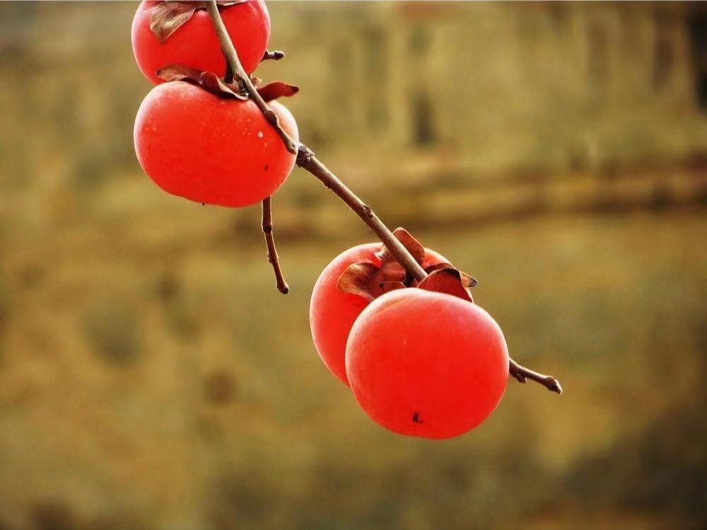 比葫芦蜂大的野蜂,葫芦蜂和虎头蜂