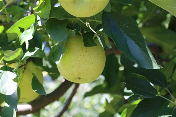 「密云农业」终于等到你，还好没放弃！黄元帅苹果上架开售了