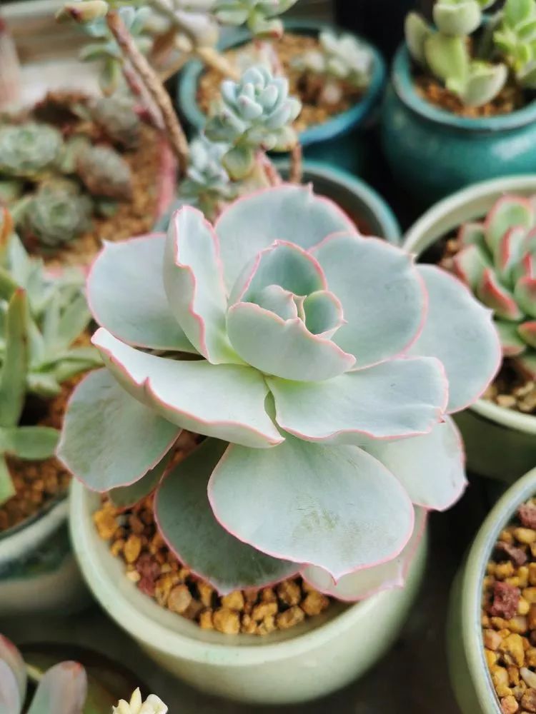 适合北方阳台党养的多肉,适合养在北阳台的多肉