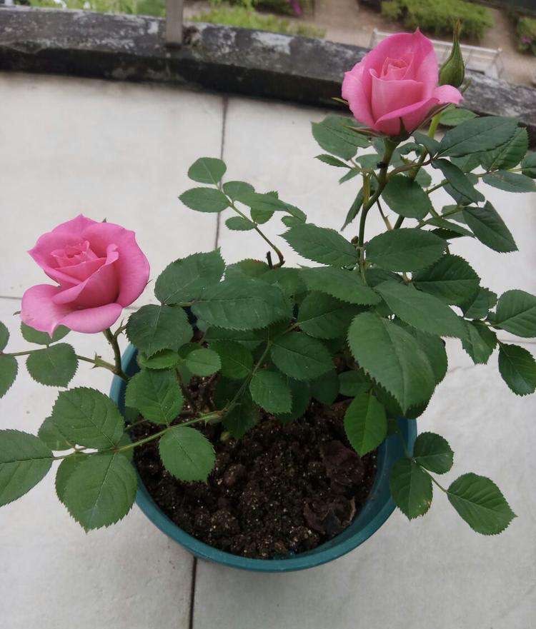 养月季，有6个“技巧”，花苞常常有，成开花机器，开花不停