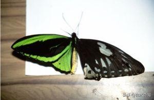 亚马逊十大凶猛植物,巴西亚马逊热带雨林动植物