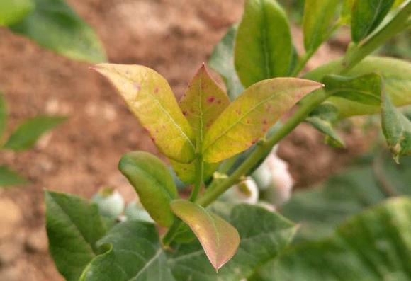 蓝莓容易得的病害有哪些,蓝莓盛果期怎样防治病害