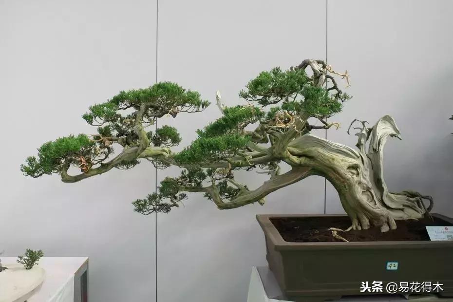 野山楂下山桩用什么土壤好,下山桩保湿成活技术