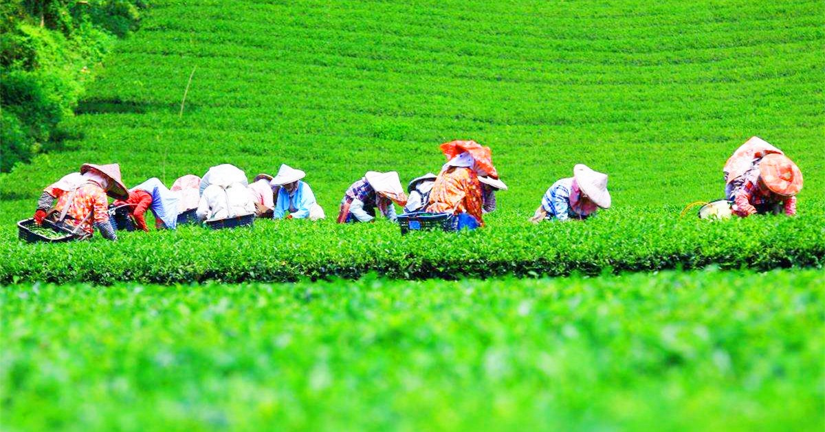 饮水思源五代传承iTea我茶深耕内地市场