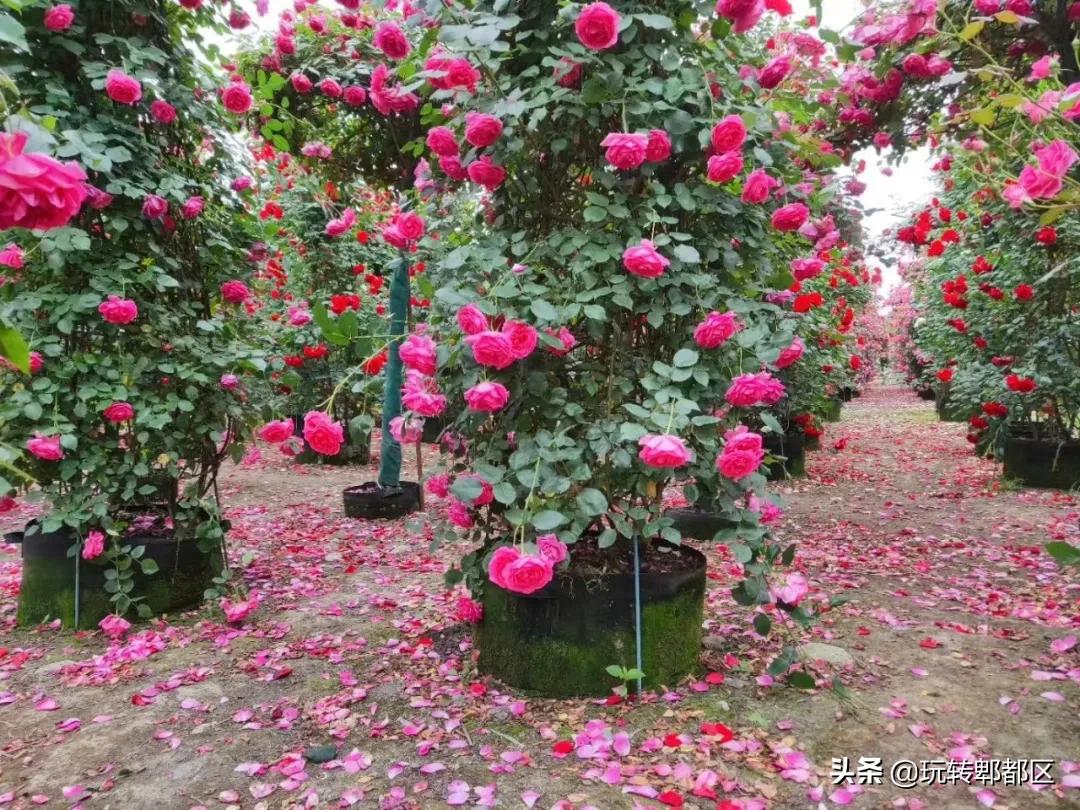 郫都区最美的花海,成都郫都花乡玫瑰开放了吗