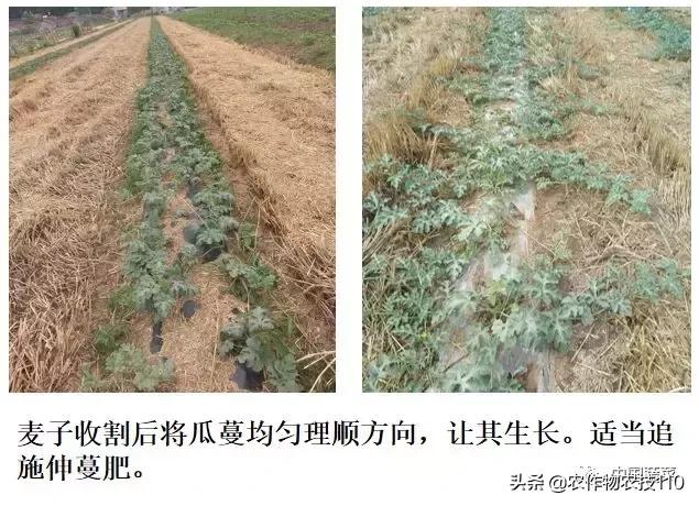 西瓜栽培技术全面的文字解释,西瓜栽培技术和方法