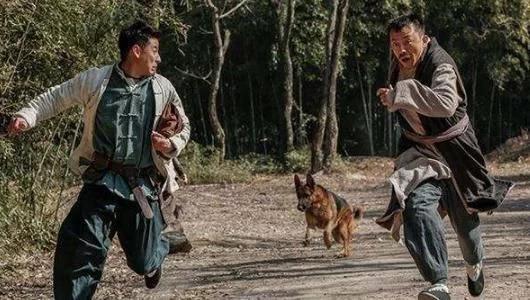 被狗狗追的经历,宠物狗被狗追怎么办