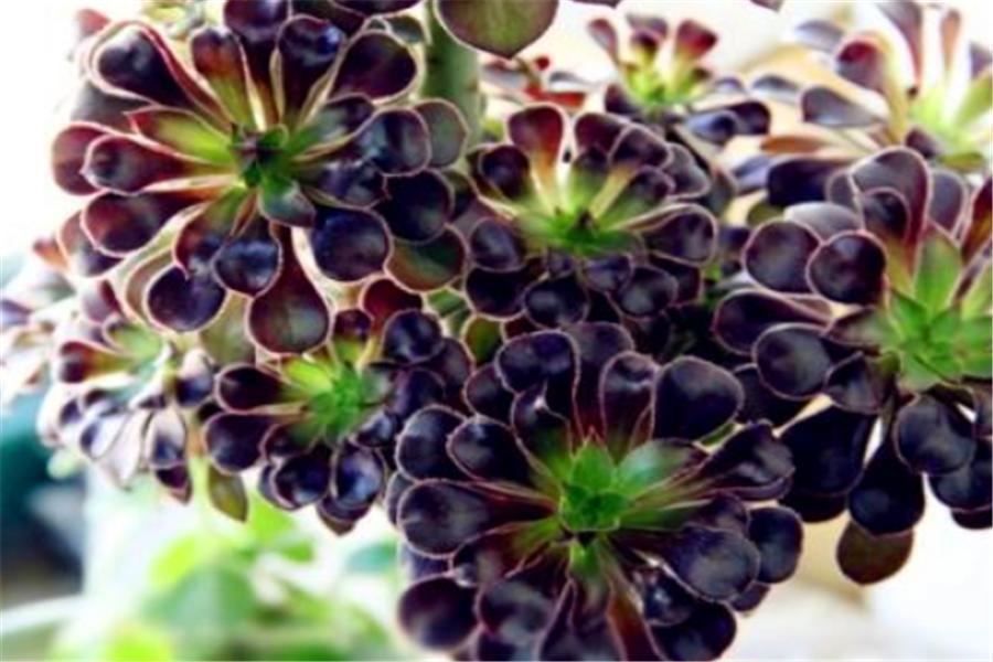 多肉黑法师如何修枝,养黑法师怎么上色