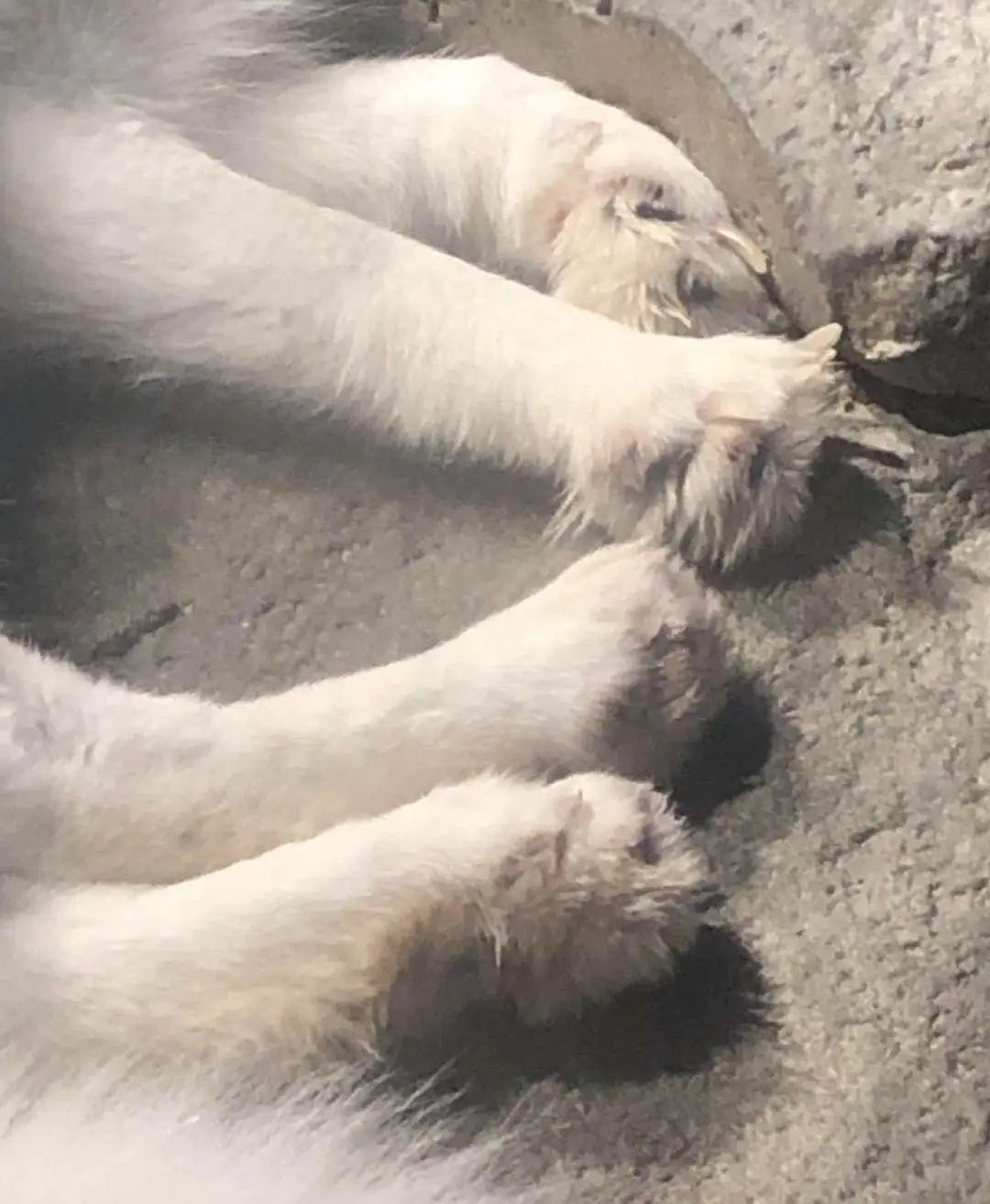 这样的动物园，大家都不要去