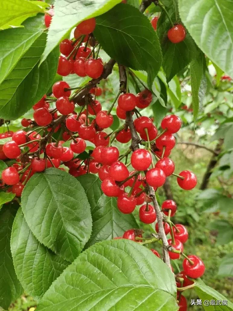 成都摘樱桃的地方不要门票,成都摘樱桃人少的地方