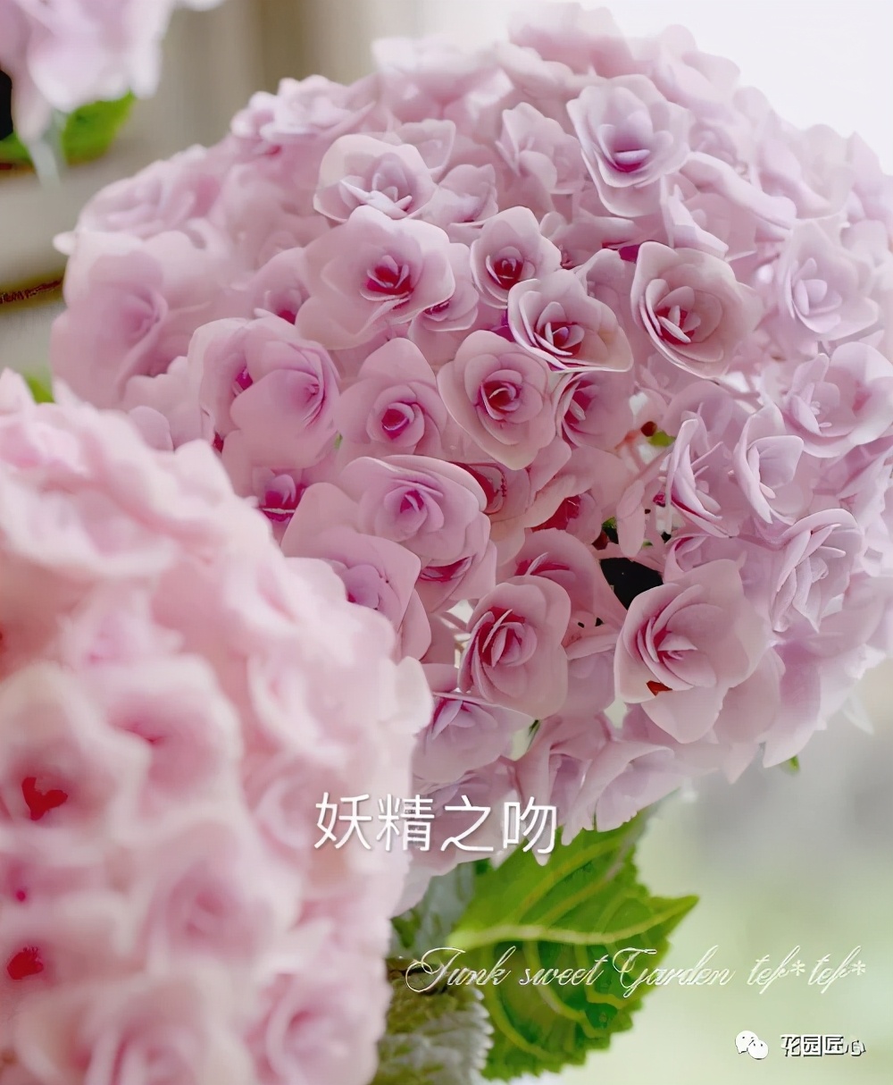 春季绣球叶子发皱怎么回事,夏季绣球老叶子都干枯怎么处理